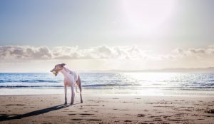 Dog with a ball on the beach at sunrise