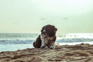 Dog on the beach in OCMD
