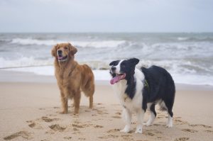 Golden Retriever And Collie Playing At The Beach