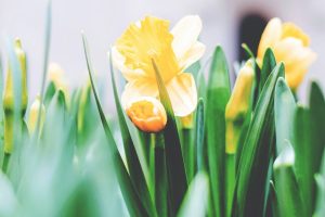 Yellow flowers with green leaves