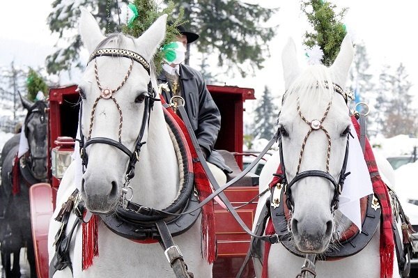 Carriage Ride White Horses 1