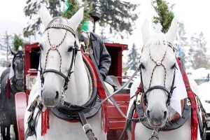 Carriage Ride White Horses 2